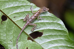 Anolis cupreus