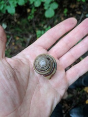 Karaftohelix maackii