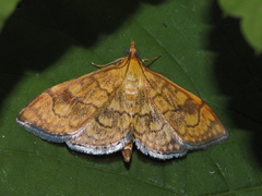 Anania verbascalis