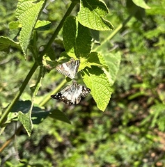 Heliopetes domicella