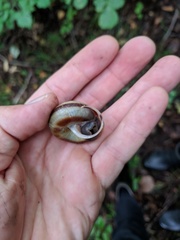 Karaftohelix maackii