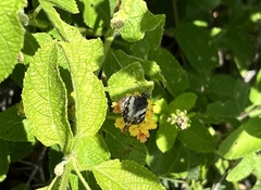 Heliopetes domicella