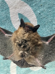 Myotis