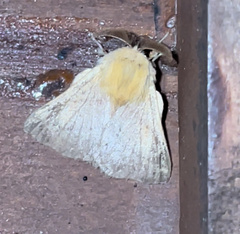 Malacosoma disstria