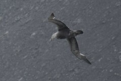 Macronectes giganteus