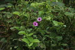 Ipomoea trifida