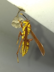 Polistes major