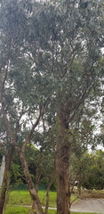 Eucalyptus melliodora