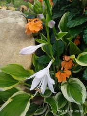 Hosta plantaginea
