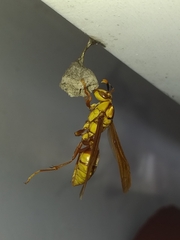 Polistes major