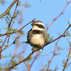 Microspingus torquatus