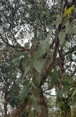 Eucalyptus melliodora