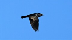 Molothrus bonariensis