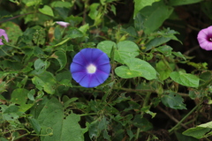 Ipomoea nil