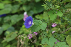 Ipomoea nil