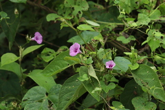 Ipomoea trifida