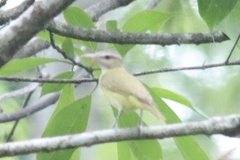 Vireo