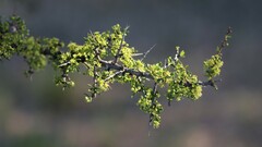 Condalia microphylla