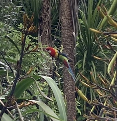 Platycercus eximius eximius