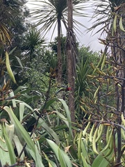 Platycercus eximius eximius