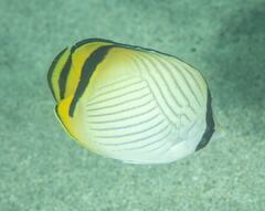 Chaetodon vagabundus