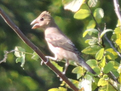Passerina caerulea