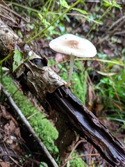 Agaricales