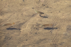 Lepomis auritus