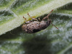 Mesagroicus piliferus