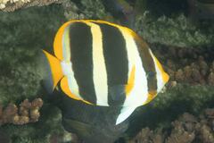 Chaetodon tricinctus
