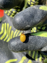 Coccinella