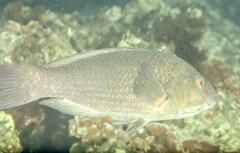 Notolabrus inscriptus