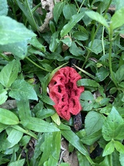 Clathrus crispatus