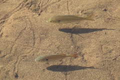 Lepomis auritus