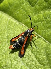 Pyropteron chrysidiforme