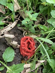 Clathrus crispatus