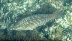 Notolabrus inscriptus