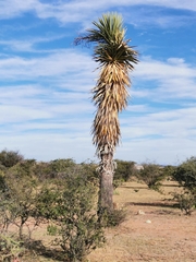 Yucca decipiens