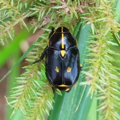 Rutela