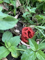 Clathrus crispatus