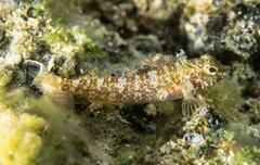 Enneapterygius rufopileus