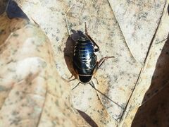 Phyllodromica megerlei