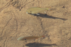 Lepomis auritus