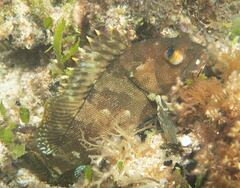 Epinephelus rivulatus