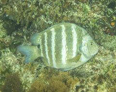 Abudefduf sordidus