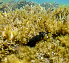 Dendrodoris arborescens