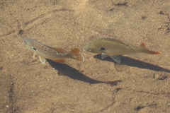Lepomis auritus