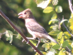 Passerina caerulea