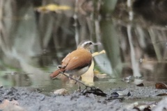 Furnarius leucopus