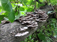Schizophyllum commune